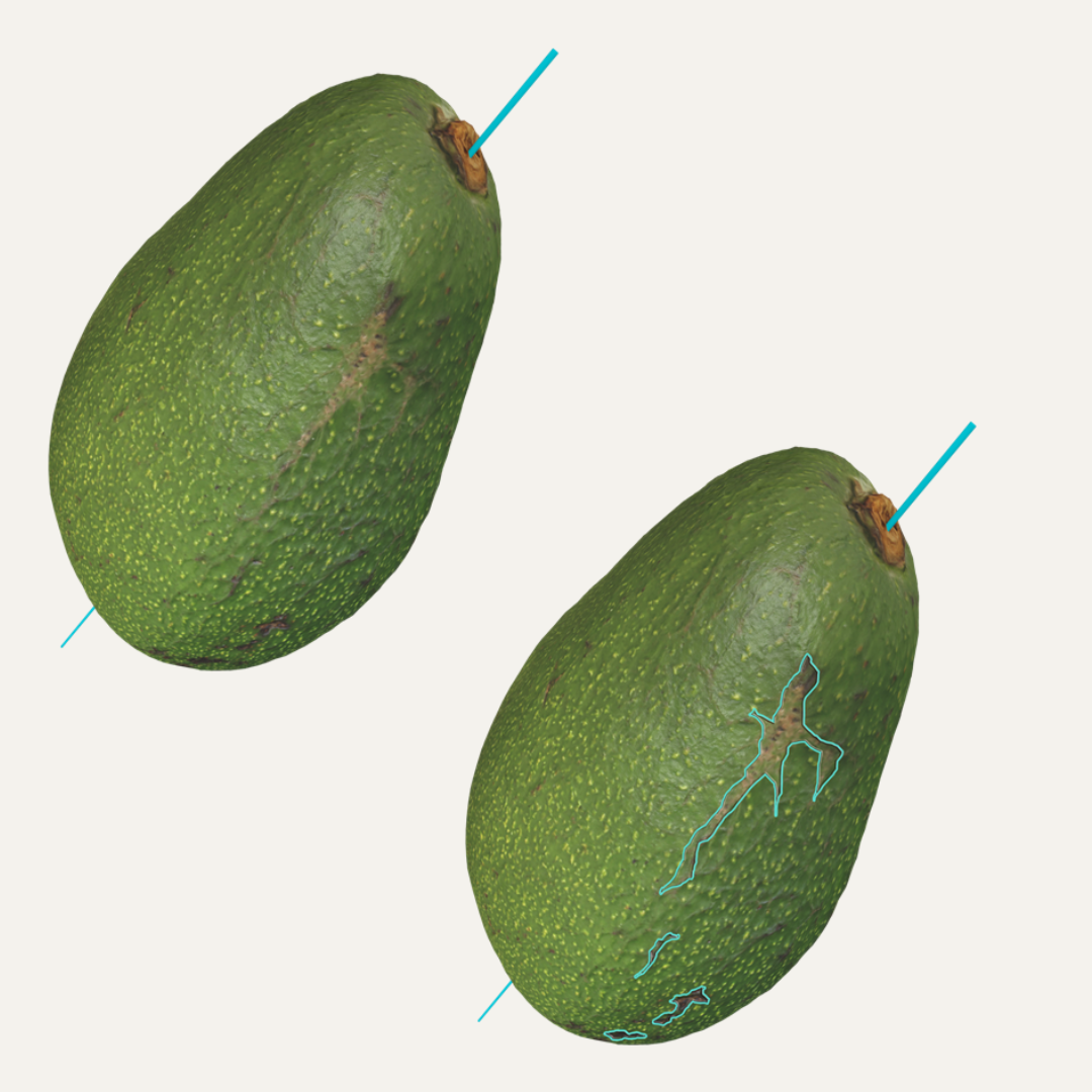 Avocado Sorting Solutions | Soluzioni per la selezione degli avocado | Avocado-Sortierlösung